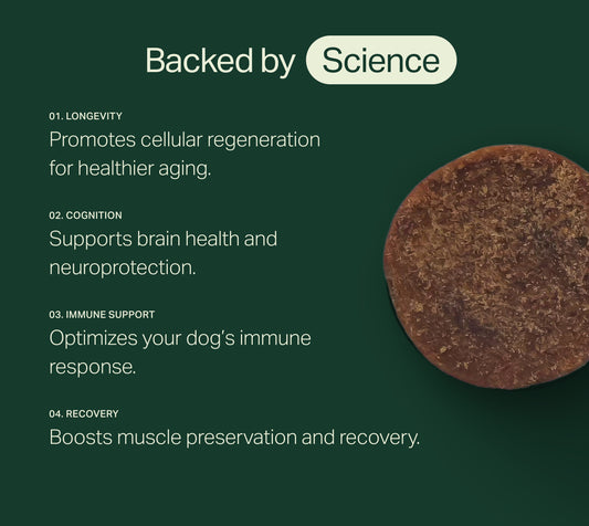 Longevity+ For Dogs
